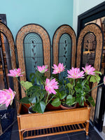 Vintage room divider screen woven rattan French 1970s - Mid Century Furniture
