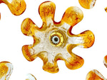 Five Italian 1970s Murano glass flower wall scones by Mazzega
