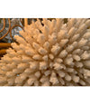 STUNNING LARGE ANTIQUE BRUSH CORAL SPECIMEN MOUNTED ON A BLACK MUSEUM STAND