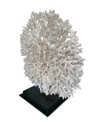 STUNNING LARGE ANTIQUE CIRCULAR PIECE OF LACE CORAL MOUNTED ON MUSEUM STAND