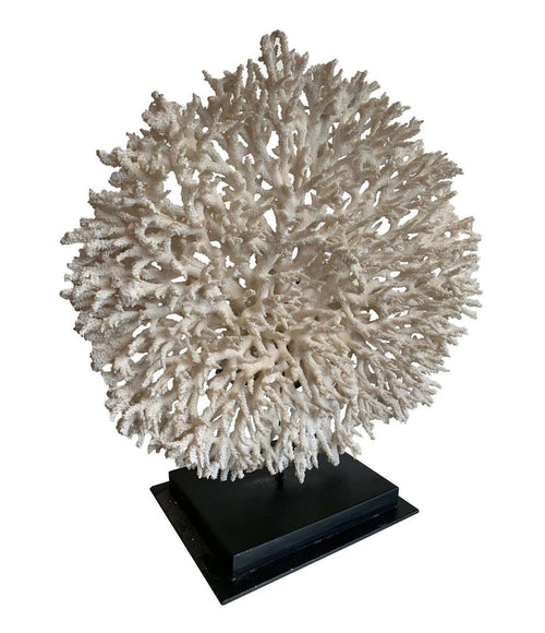 STUNNING LARGE ANTIQUE CIRCULAR PIECE OF LACE CORAL MOUNTED ON MUSEUM STAND