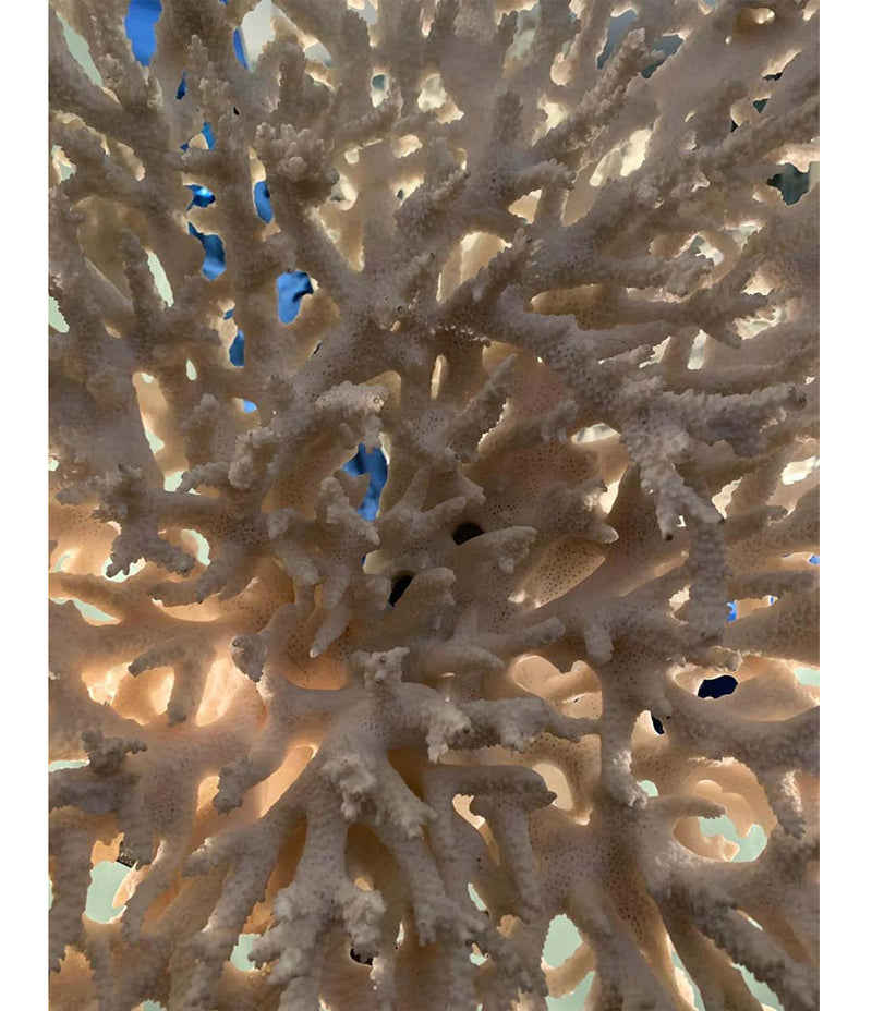 STUNNING LARGE ANTIQUE CIRCULAR PIECE OF LACE CORAL MOUNTED ON MUSEUM STAND