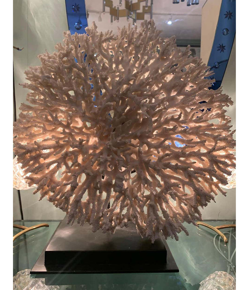 STUNNING LARGE ANTIQUE CIRCULAR PIECE OF LACE CORAL MOUNTED ON MUSEUM STAND