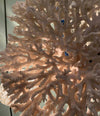 STUNNING LARGE ANTIQUE CIRCULAR PIECE OF LACE CORAL MOUNTED ON MUSEUM STAND