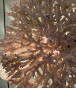 STUNNING LARGE ANTIQUE CIRCULAR PIECE OF LACE CORAL MOUNTED ON MUSEUM STAND