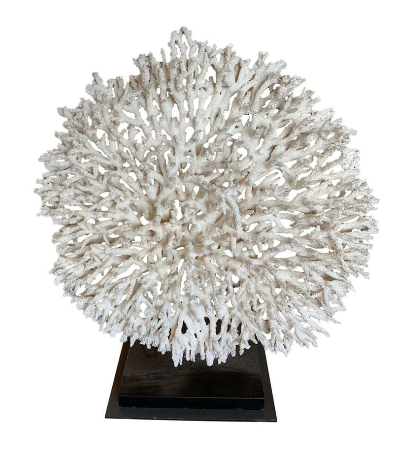 STUNNING LARGE ANTIQUE CIRCULAR PIECE OF LACE CORAL MOUNTED ON MUSEUM STAND