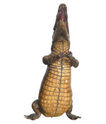 VICTORIAN TAXIDERMY STANDING CROCODILE WITH CLASPED HANDS AND OPEN MOUTH